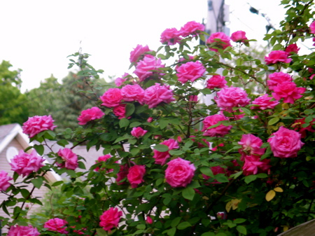 rose flowers garden. We have a climbing rose that